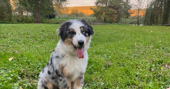 ines pet sitter à DIJON 21000_4