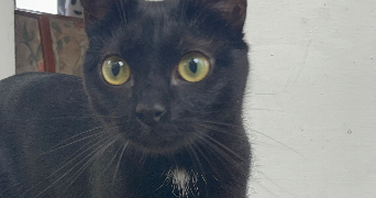 orane pet sitter à LISTRAC MEDOC 33480_2