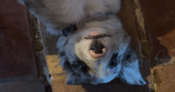 elisa dog sitter à MERIGNAC 33700_2