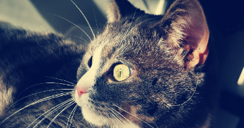 adeline pet sitter à BOULOGNE SUR MER 62200_0