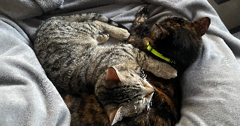 maguy pet sitter à Muret 31600_2