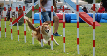 quentin pet sitter à CERGY 95800_5