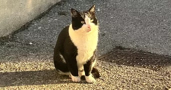 eulalie pet sitter à MARSEILLE 01 13001