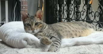 shahnaz pet sitter à LA TRONCHE 38700_1