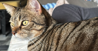 ilef pet sitter à MENTON 06500_7