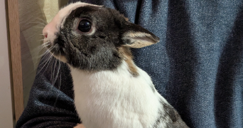 cindy pet sitter à Mandelieu la Napoule 06210_1