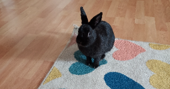 mélanie pet sitter à LOUVIERS 27400_4