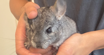 téani pet sitter à LILLE 59800_5