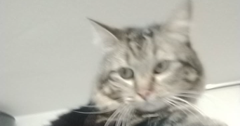 valentin pet sitter à OLORON STE MARIE 64400_1