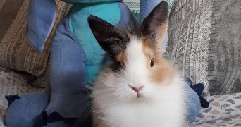 maëva pet sitter à Étampes 91150_1