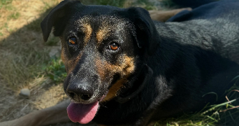 auréane pet sitter à ASPACH 68130_1