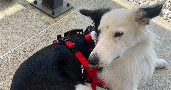 jean-baptiste pet sitter à BESSANCOURT 95550_4