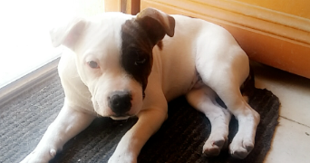 oceane  pet sitter à BOURGES 18000_9