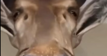 berat efe pet sitter à SOUFFELWEYERSHEIM 67460_0