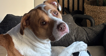 chloé pet sitter à MARSEILLE 09 13009_3