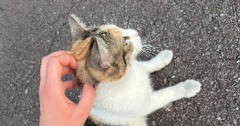 ophélie pet sitter à METZ 57000_2