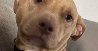 laurent pet sitter à HUNINGUE 68330_1