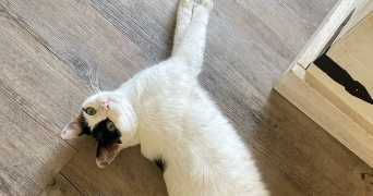 pauline pet sitter à ERDEVEN 56410_5
