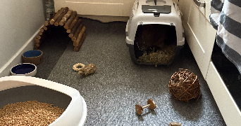 solène pet sitter à NOISY LE GRAND 93160_1