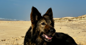 candice pet sitter à EYSINES 33320_7