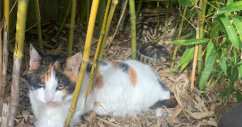 jennifer pet sitter à RIVAS 42340_8