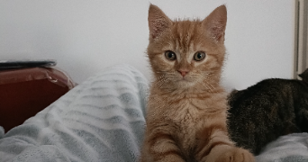 lea pet sitter à ST CLOUD 92210_3
