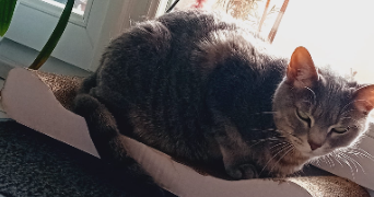 carol pet sitter à HAGUENAU 67500_2