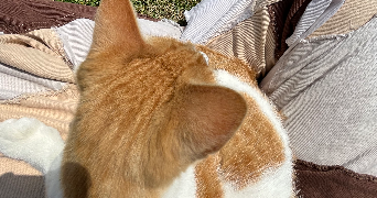 margaux pet sitter à CHAVILLE 92370_3