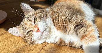 marine pet sitter à TOULON 83100_2