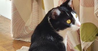 aminata pet sitter à PARIS 18 75018_8