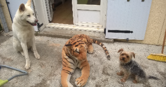 valerie pet sitter à HOURTIN 33990_1