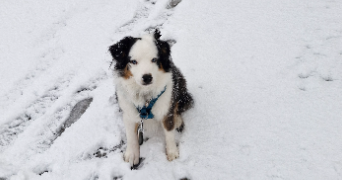 julien pet sitter à LE PLESSIS BOUCHARD 95130_1