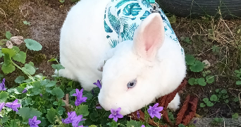 léonie pet sitter à DAMMARTIN EN GOELE 77230_1