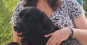 lola pet sitter à LA ROCHELLE 17000_1