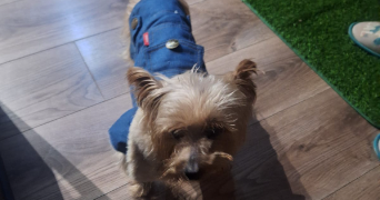 guy pet sitter à LE CANNET 06110_4