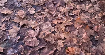 eva pet sitter à PESSAC 33600