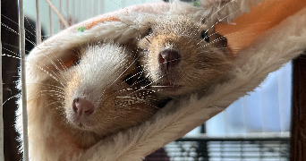 romain pet sitter à ITEUIL 86240_1