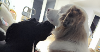 cindy pet sitter à CHABONS 38690_5