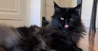 antoine pet sitter à LYON 05 69005_3