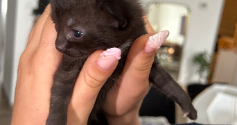 adriana pet sitter à SARAN 45770_1