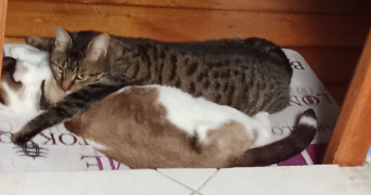 jérôme  pet sitter à Grand-Fougeray 35390_2