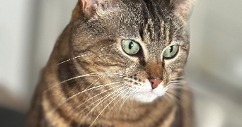 stephanie pet sitter à MARSEILLE 13 13013_4