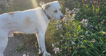 selma pet sitter à ST MARTIN D HERES 38400_2