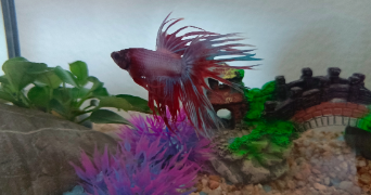 roxanne pet sitter à GUILHERAND GRANGES 07500_1