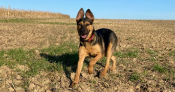 naelle pet sitter à EAUBONNE 95600_3