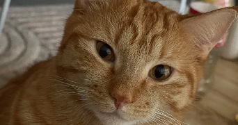 manon pet sitter à VEYRAC 87520_1