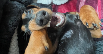 thulane pet sitter à TASSIN LA DEMI LUNE 69160_10