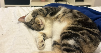 clara pet sitter à BOUGUENAIS 44340_1