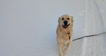 julie pet sitter à MANDEVILLE EN BESSIN 14710_3