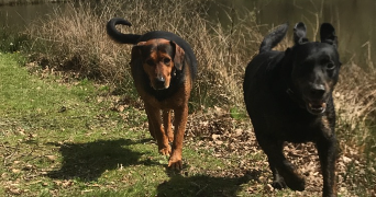 megan pet sitter à BORDEAUX 33000_3